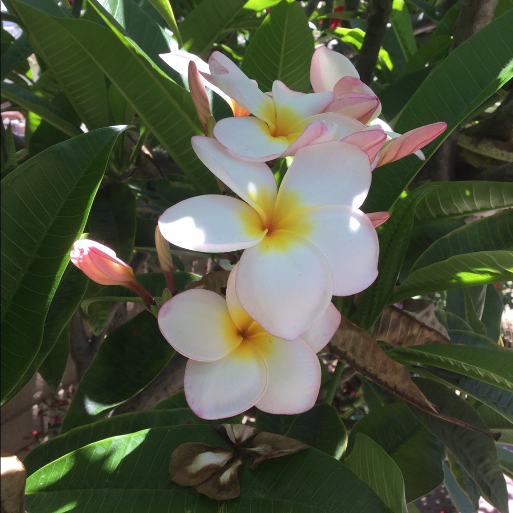 Meet your Posher, Sanchez